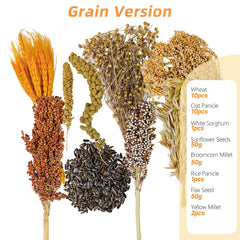 Acsist gros plan des graines de tournesol, nutrition et stimulation masticable pour rongeurs