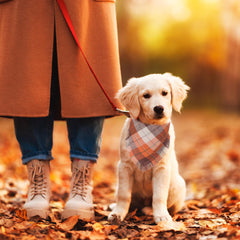 ADOGGYGO bandana porté par chien en portrait apportant look festif et confortable