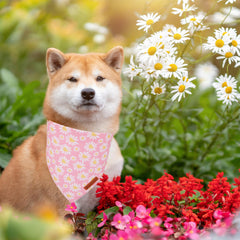 ADOGGYGO bandana porté en promenade, rend le chien élégant
