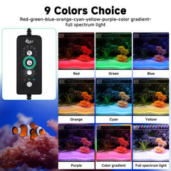AQQA éclairage coloré dans bac montrant rendu naturel des couleurs