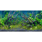 AWERT vue avant du fond d'aquarium montrant décor tropical et impact visuel