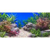 AWERT fond aquarium face avant apporte profondeur visuelle