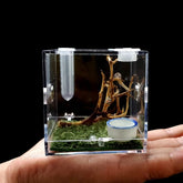 AWXZOM vue avant du terrarium acrylique montrant transparence et sécurité