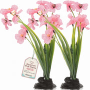 Balacoo plante rose face montrant couleur vive bénéfique pour esthétique