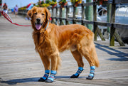 Bark Brite vue avant du paquet montrant les bottines et la couleur bleue, protection visible