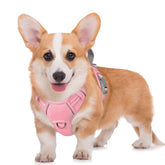 BARKBAY harnais face avant montrant maintien confortable