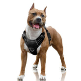 BARKBAY harnais face avant montrant coupe ergonomique et ajustements