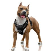 BARKBAY harnais face avant montrant coupe ergonomique et ajustements