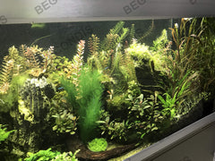 BEGONDIS plante immergée avec poissons, crée cachettes naturelles