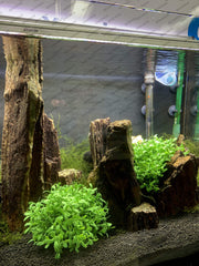 BEGONDIS plante installée en aquarium, offre des cachettes aux poissons