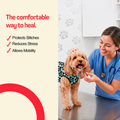 BellyGuard chien portant la combinaison en promenade pour mobilité protégée