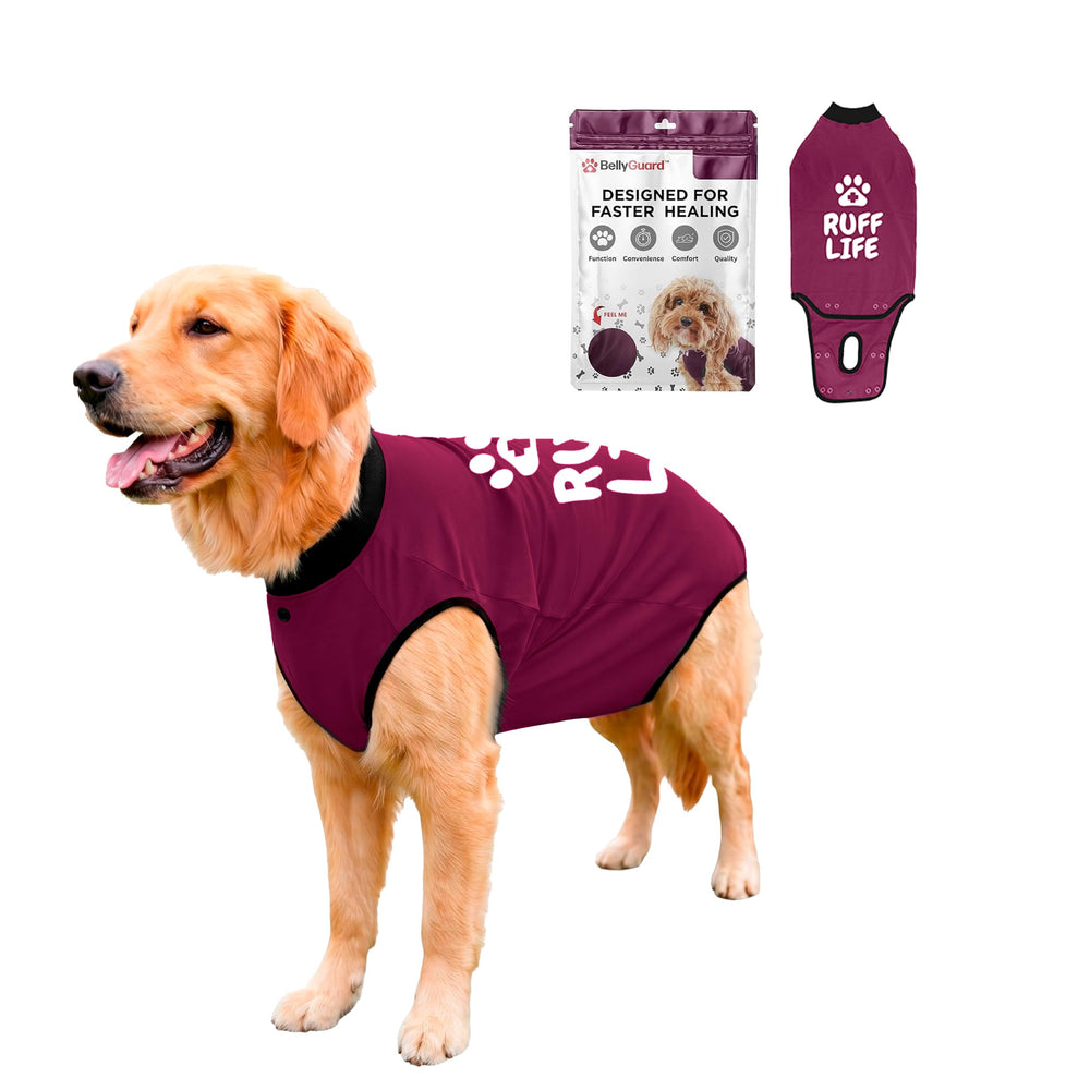 BellyGuard vue de face sur un chien protégeant la zone opérée et offrant confort