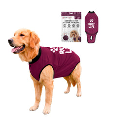 BellyGuard vue de face sur un chien protégeant la zone opérée et offrant confort