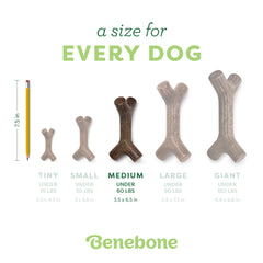 Benebone Maplestick près des dents montrant nettoyage et massage des gencives