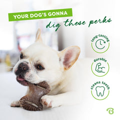 Chien tenant Benebone Tiny avec sa patte pour mâcher bénéfice stimulation mentale