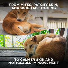 BestLife4Pets comprimé en main illustrant petite taille et facilité d'usage