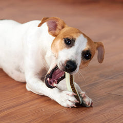 BETTEPROD chien en train de mâcher l'os, réduction de l'ennui