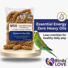 Birds LOVE main tenant un épi pour interaction et confiance
