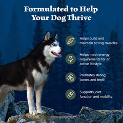 Blue Buffalo bol servi pour chien actif démontrant appétence élevée