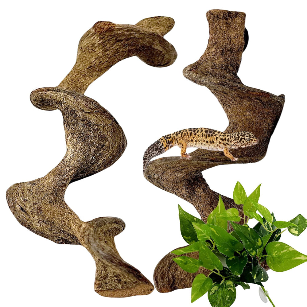 BNOSDM vue avant du branchage exposé montrant la forme naturelle et l'adhérence