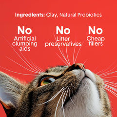 Boxiecat utilisée dans bac automatique, compatibilité et performance fiable