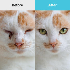 Breezytail application chez chien, nettoyage doux et réduction des irritants