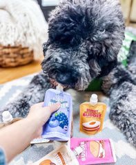 BUDDY BUDDER chien recevant friandise met en avant l’acceptation gustative