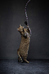 Cat Dancer canne en action avec un chaton sautant, favorise exercice et agilité