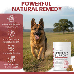 Chew + Heal Labs paquet ouvert montrant mastics appétents saveur poulet