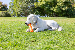 Chuckit! vue du mécanisme sonore interne, bruit contenu pour attirer le chien