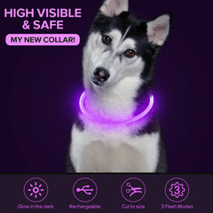 Colaseeme collier porté par chien lors d'une promenade nocturne sûre