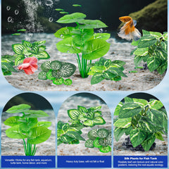 CousDUoBe plantes installées dans aquarium avec betta offrant abris naturels