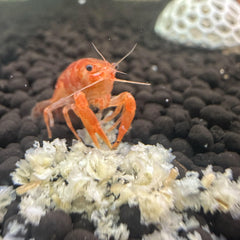 CTWPets granulés au fond d'aquarium, bénéfice accès crevettes