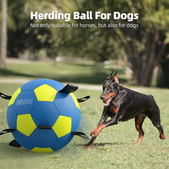 Diman balle en action avec chien dans parc, stimule exercice et jeu