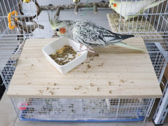 Dnoifne perchoir en cage utilisé par perruches ajoutant confort