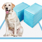 Dogcator vue avant du paquet montrant 40 unités et protection pratique