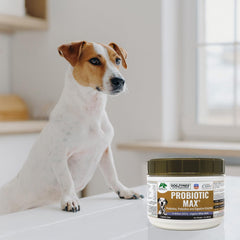 Dogzymes saupoudré sur croquettes améliorant appétence et digestion