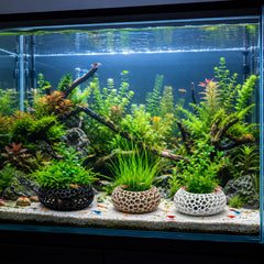Dommsinon gros plan texture PLA montrant surface adhérente pour plantes et crevettes