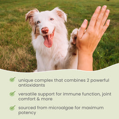 Dr. Mercola comprimé SpiruGreen dans nourriture pour chien facilite administration