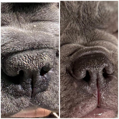 Draco's Nose Balm application sur nez de chien, soothe et protège rapidement