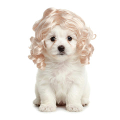 Elegaperma perruque face affichant look blond doré et transformation amusante