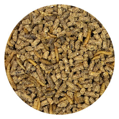 Exotic Nutrition bol rempli servi à un hérisson pour alimentation équilibrée quotidienne