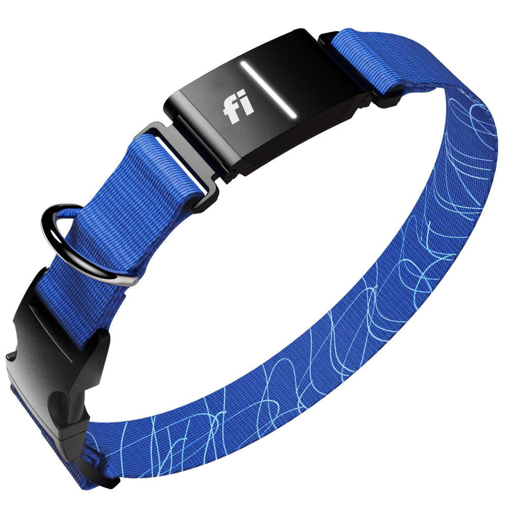 Fi collier GPS vue avant montrant boîtier bleu et ajustement sûr