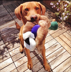 Fluff & Tuff Wally Mallard comparé à une patte montrant taille 33 cm