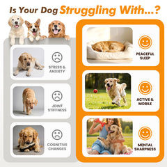 Fuionka chien prenant la friandise, favorise l'obéissance calme