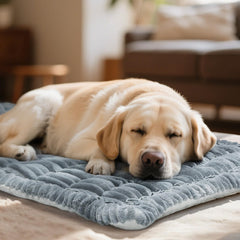 Fulltour housse installée avec chien montre confort et protection