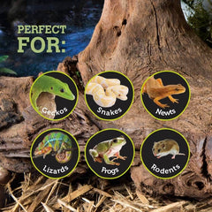 Galapagos cache d'angle gros plan texture bénéfice durabilité