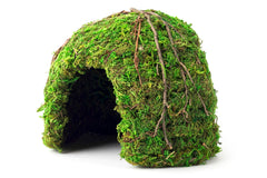 Galapagos Mossy Dome vue face montrant une cachette humide sécurisante