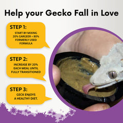 Gargeer en alimentant un gecko dans son terrarium encourage l'appétit naturel