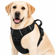 Gavpepy harnais vue avant montrant fixation et contrôle pour promenades plus sûres